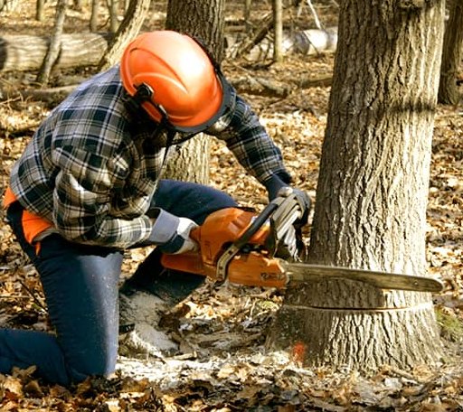 Tree Removal in Shepherd, MI